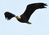 bald eagle thumbnail graphic